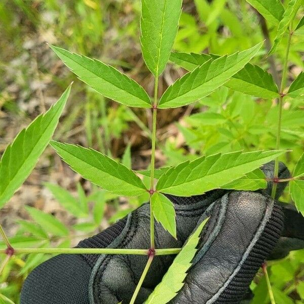 Cicuta maculata Blad