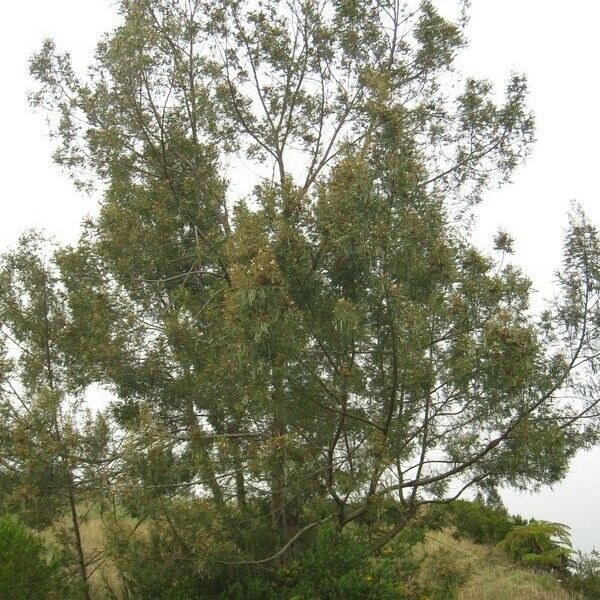 Acacia mearnsii Other