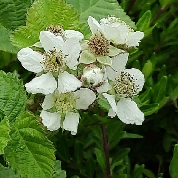 Rubus caesius Квітка