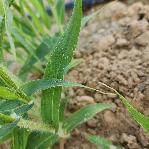 Panicum miliaceum Blad