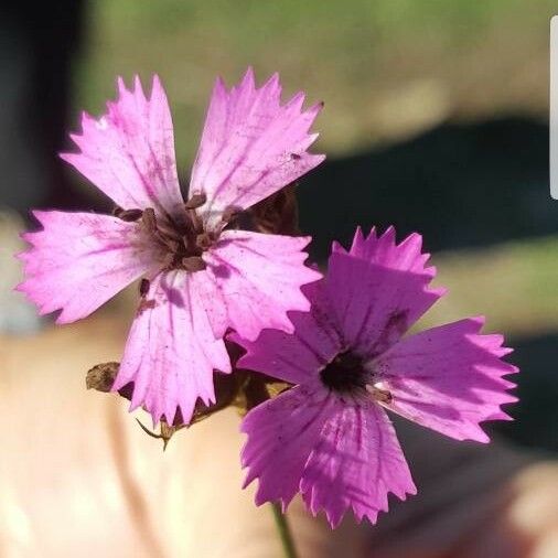 Dianthus scaber Virág