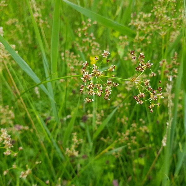 Juncus subnodulosus Fruit