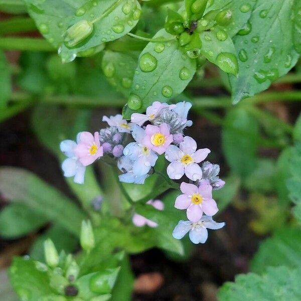 Myosotis latifolia Flower