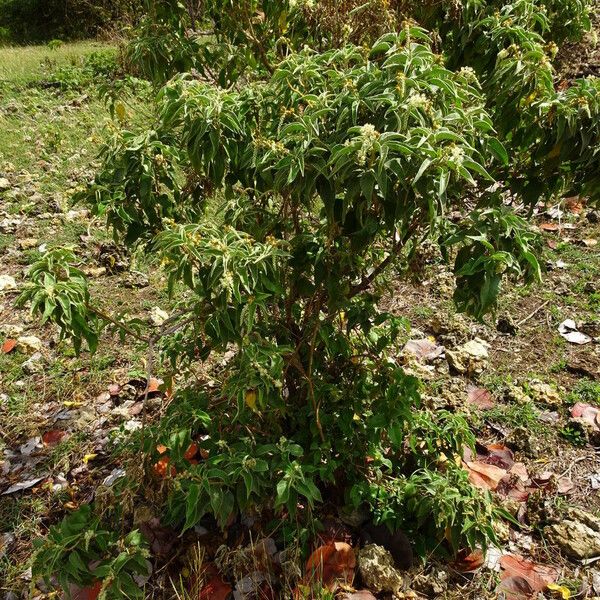 Croton flavens Celota