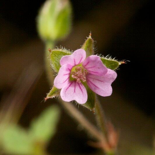 Geranium divaricatum Blüte