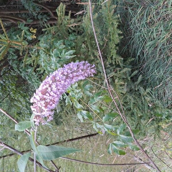 Buddleja davidii Floro