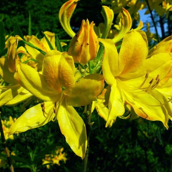 Rhododendron luteum Flor