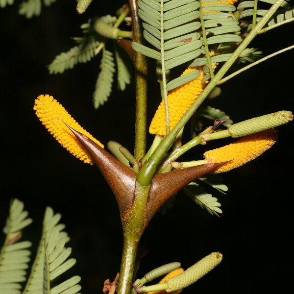 Vachellia collinsii 花