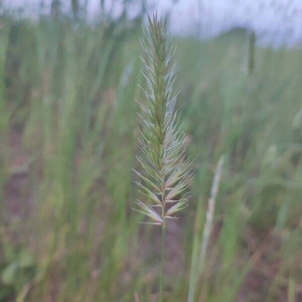 Agropyron cristatum Квітка