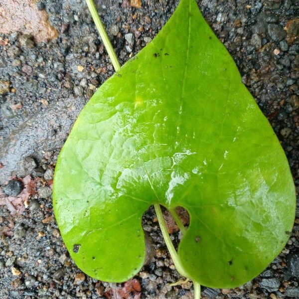 Aristolochia grandiflora Blatt