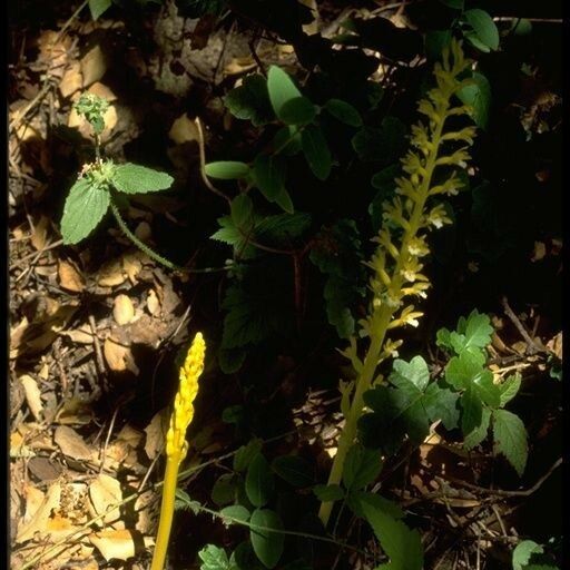 Corallorhiza maculata Habit