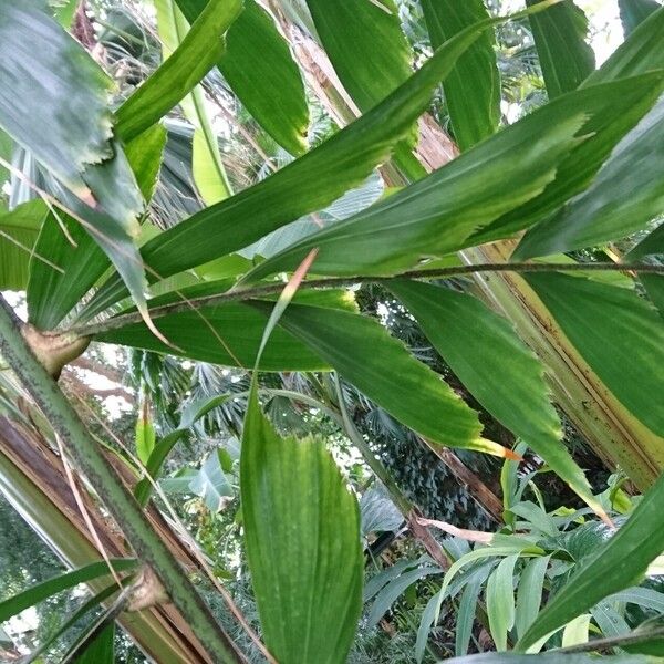 Caryota cumingii Leaf