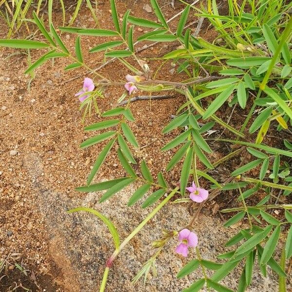 Tephrosia subtriflora Blüte