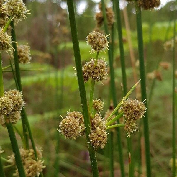 Scirpoides holoschoenus Fleur