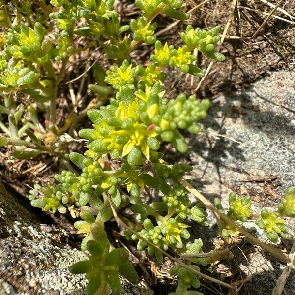 Sedum annuum Çiçek