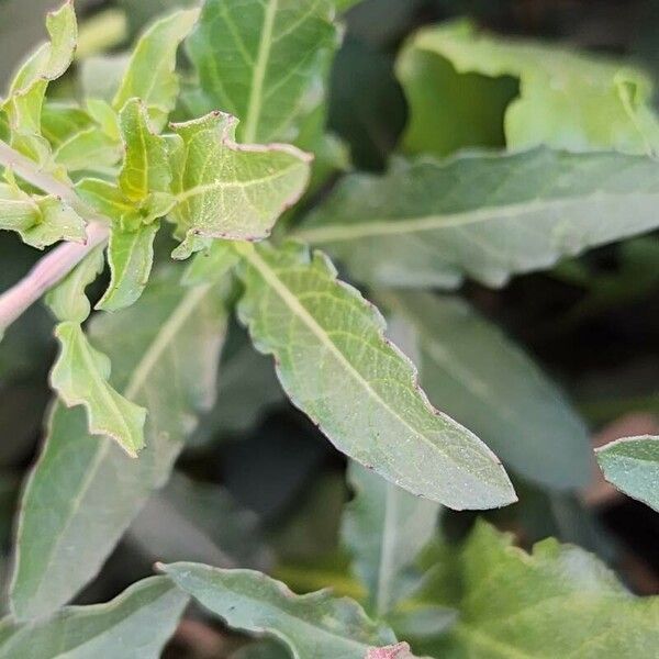 Oenothera speciosa Leaf