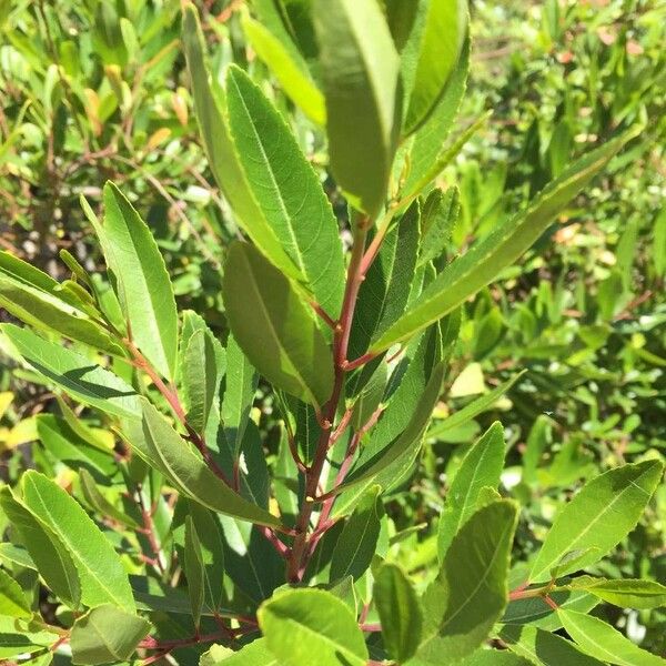 Noltea africana Foglia