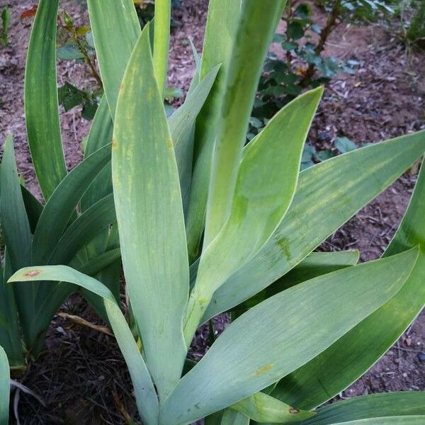 Iris barbatula Blad