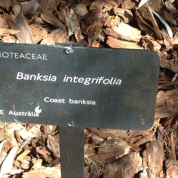Banksia integrifolia Staniste