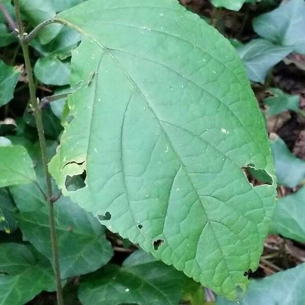 Collinsonia canadensis Fuelha