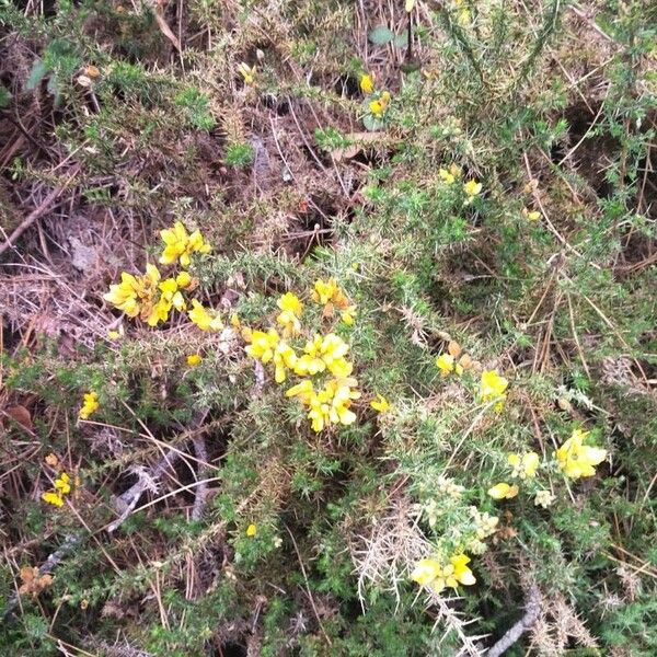 Ulex europaeus ഇല