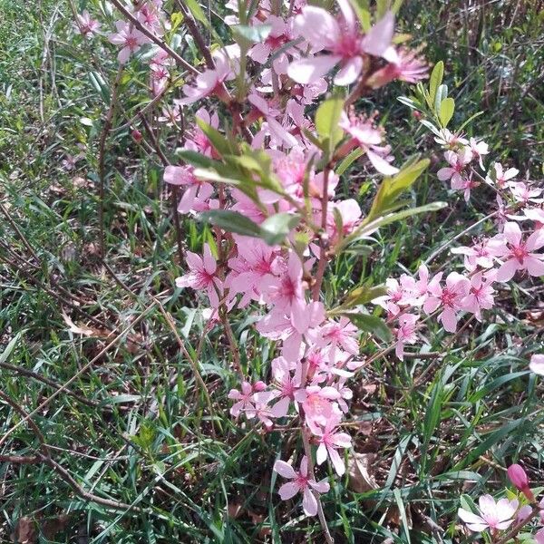 Prunus tenella Blüte