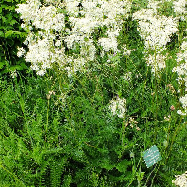 Filipendula vulgaris عادت داشتن