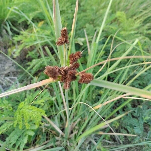 Cyperus ligularis Frukto