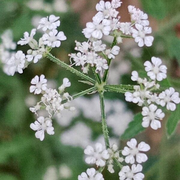 Torilis japonica Flor