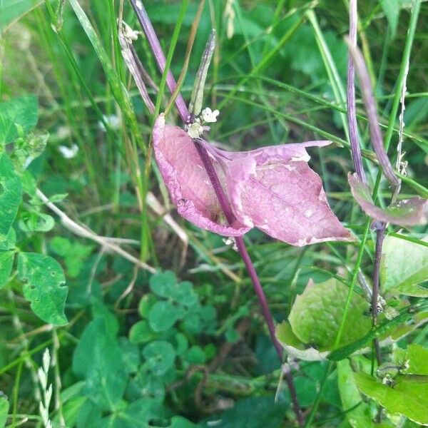 Atriplex hortensis Hoja