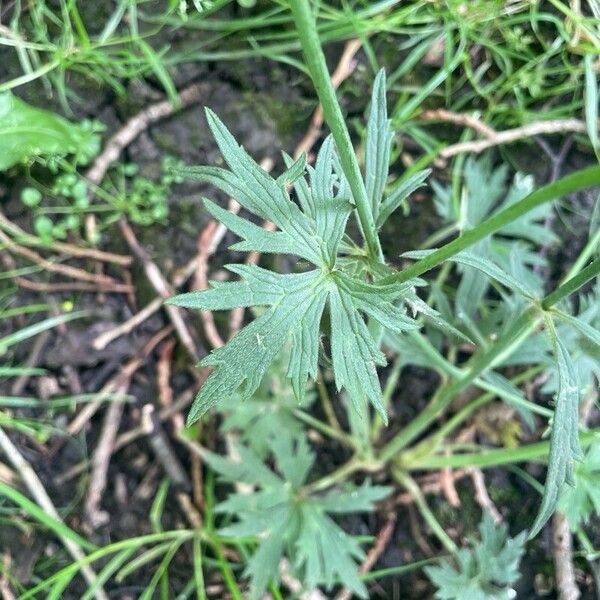 Ranunculus acris Blatt