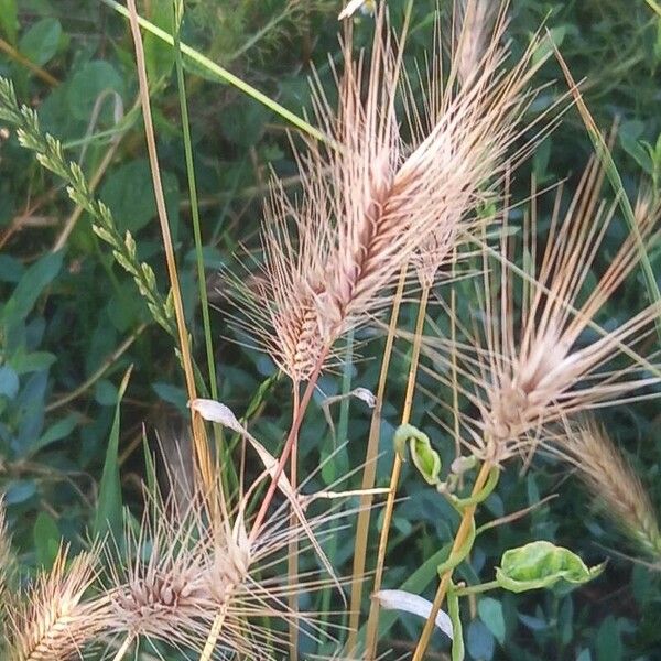 Hordeum marinum Flors