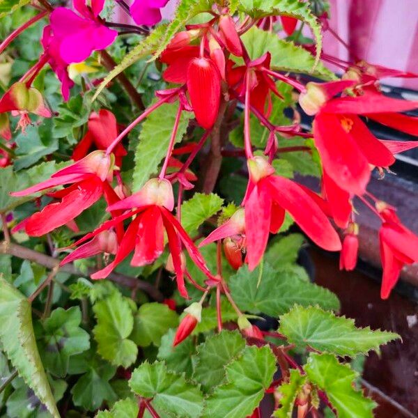 Begonia boliviensis Outro