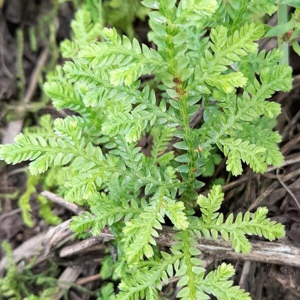 Selaginella novae-hollandiae