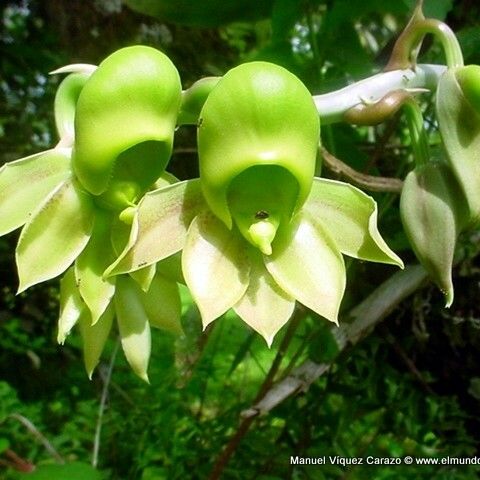 Catasetum maculatum Bloem