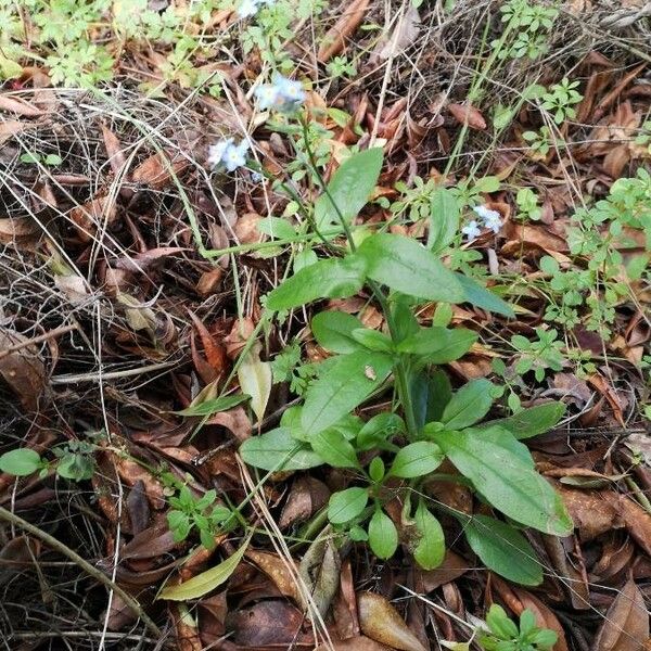 Myosotis latifolia عادت