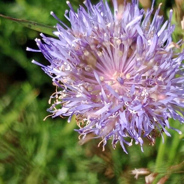 Jasione montana 花