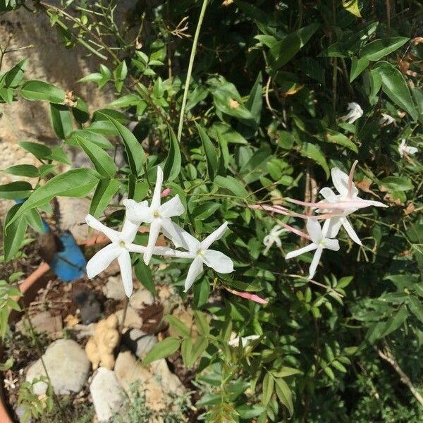 Jasminum polyanthum Květ