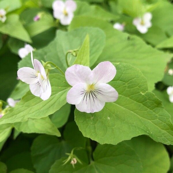 Viola canadensis Floro