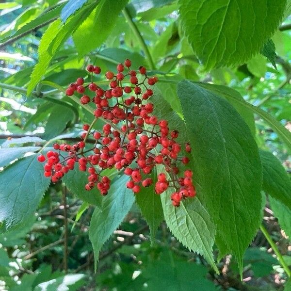 Sambucus racemosa Fruto