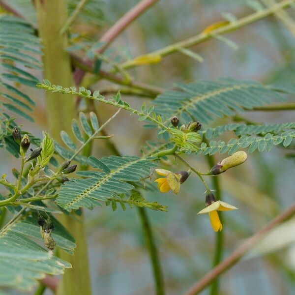 Sesbania cannabina Fleur