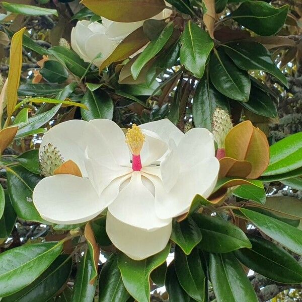 Magnolia virginiana Кветка