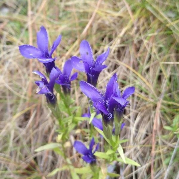 Gentianopsis ciliata Flower