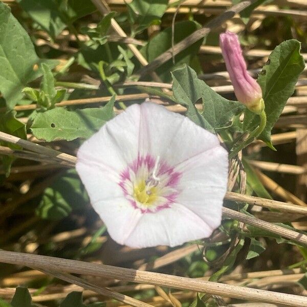 Convolvulus arvensis Leaf