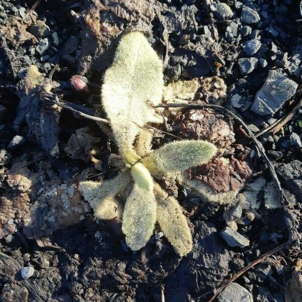 Verbascum phlomoides Лист