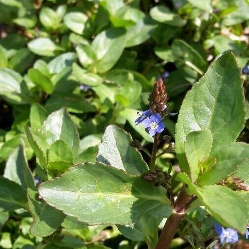 Veronica beccabunga Flower