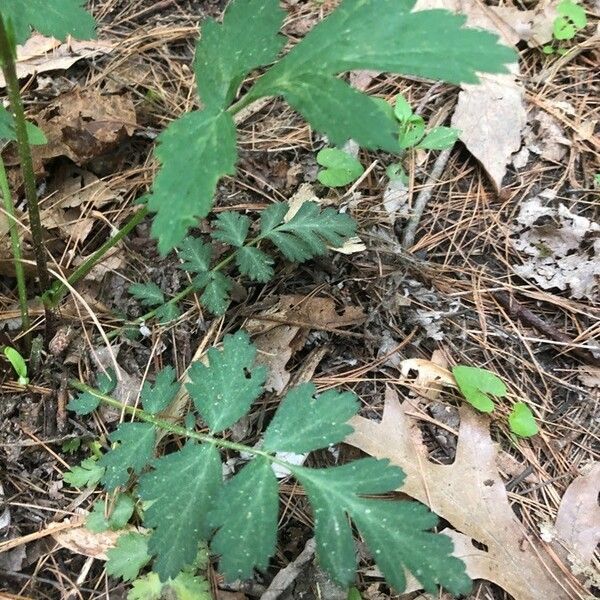 Geum canadense फूल