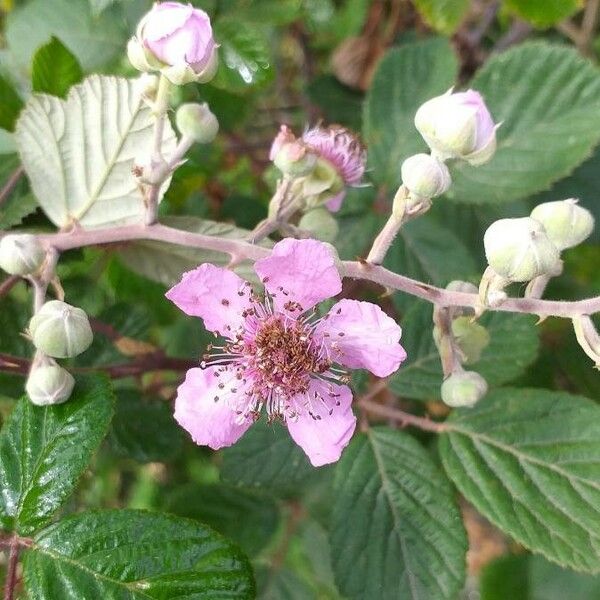 Rubus ulmifolius Blüte