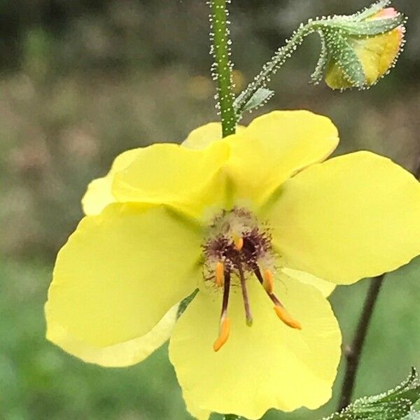 Verbascum blattaria ᱵᱟᱦᱟ