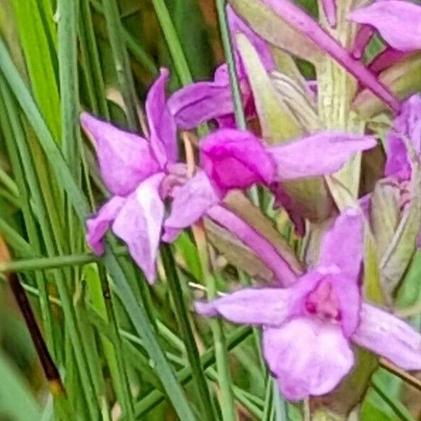 Gymnadenia borealis Flor